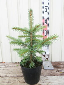 sZAEvQXgEquRhg[qv@c؁@4.5yNX}XɏԂȃTCYz