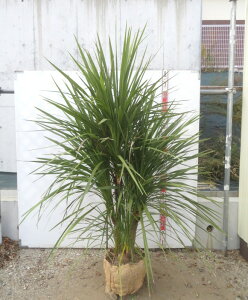 yi/R310zhZi@RWlEI[XgX@劔@W1.1m×H1.6m@c