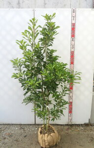 yiz}(R) @XiO`j c؁@1.4m@P118