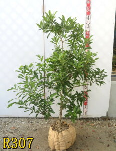 �y�I�ׂ錻�i�z���}����(�R��)�@�X��(�����O�`�j�c�؁@������1m