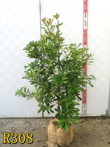 yIׂ錻iz}(R)@X(O`jc؁@1m