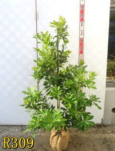 yIׂ錻iz}@iYCREjc؁@1.2m