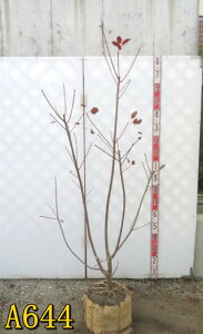 yIׂ錻izX[Nc[@O[XiOCXjc؁@劔@1.6m