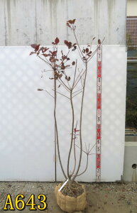 yIׂ錻izX[Nc[@O[XiOCXjc؁@劔@1.6m