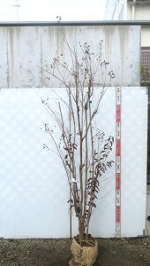 yi/R101zTXx@ubN[t_Ch@bhzbg()@@1.6m