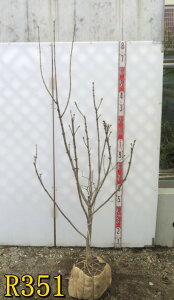 yIׂ錻izCbN()@c؁@ԁ@90cm`sč炭F̂ԁt