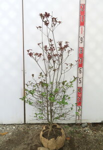 yizhE_ccW@c؁@90cm@N550scAԁAgt؁t