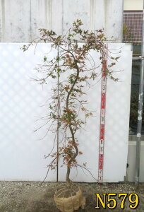 yizV_~W(}gt)@(EZ)@1.2m`@V{c[ɍœKȕc؁@