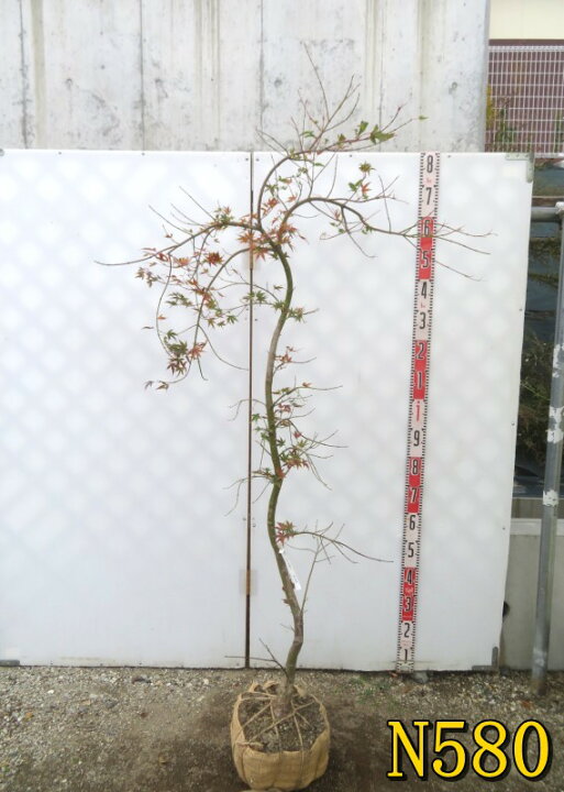 楽天市場】【現品発送】シダレモミジ(枝垂れ紅葉) 流泉(リュウセン 