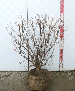 yizDccWiNtlccWj c؁@70cm@K800