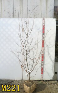 yIׂ錻izAu`@c؁@1.7m`@(X)