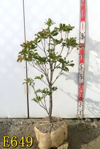 yIׂ錻izJ~A@L[h[h@c؁@70cm