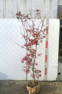 yizm~W(쑺gt)@c؁@1.6myc0903z̃ANZgɍœKȕc؁@t@A؁@