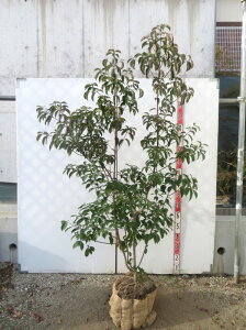 yizΎR@ti΃}{EVj@c؁@1.7m@V409