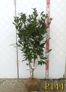 yIׂ錻izzRhE_ccW@sNVfA@c؁@90cm`