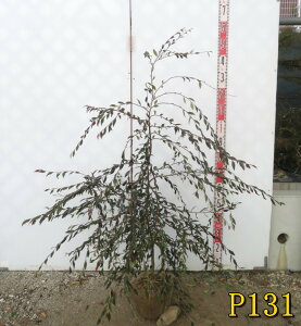 �y�I�ׂ錻�i�z�ցi�c�o�L�j�J�����A�@�G���i�@�c�؁@������1.2m�`