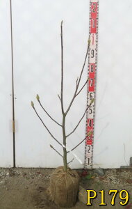 �y�I�ׂ錻�i�z�у��N�����i�j�V�L���N�����j�@�c�؁@������70cm