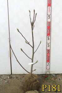 yIׂ錻izуNijVLNj@c؁@70cm