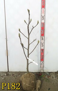 yIׂ錻izуNijVLNj@c؁@70cm