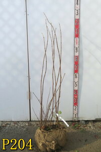 yIׂ錻izjICEoC@Ael c؁@@1m