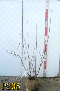 yIׂ錻izjICEoC@Ael c؁@@1m