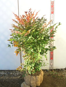 ␫V(CZCiej@KtXg[@60cm