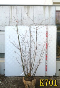 yIׂ錻izW[x[@c؁@@1.8m