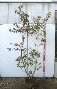 yiz\S@c؁@@1.8m@iXjyU529zsV{c[ɍœKȕc؁@A؁@؁t