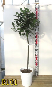 yIׂ錻izj(QbPCW)@ X^hd(X^_[hd)@7ZA[gA