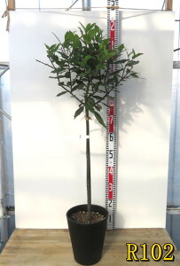 yIׂ錻izj(QbPCW)@ X^hd(X^_[hd)@7ZA[gA