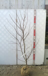 yizm~W(쑺gt)@c؁@1.6myJ631z̃ANZgɍœKȕc؁@t@A؁@