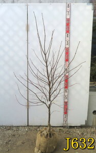 yIׂ錻izm~W(쑺gt)@c؁@1.2m