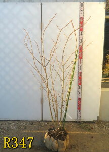 �y�I�ׂ錻�i�z�I�I�f�}���i�e�}���o�i�j�@���ԁ@�c�� �@�������@������1.3m�`