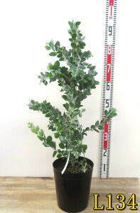 yIׂ錻izp[AJVA@|_[tHA@7A(h36)