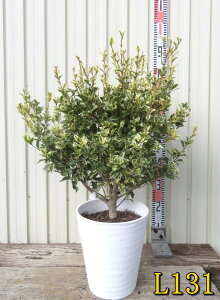 �y�I�ׂ錻�i�z������A(�t�C���q�C���M) �ȕA(�V�}�q�C���M) �@�c�؁@8���Z���A�[�g���A��