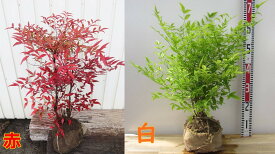 南天(ナンテン) 　Mサイズ　苗木 【赤南天/白南天】