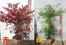 南天(ナンテン)　 Lサイズ　苗木【赤南天/白南天】