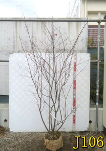 �y�I�ׂ錻�i�z�W���[���x���[�@�c�؁@�{�������@������1.9m