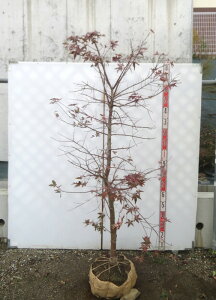 �y���i�z�`�V�I���~�W(�����g�t)�@�劔�@������1.7m�@�c�؁y����g�t�@���t���@�A�؁z