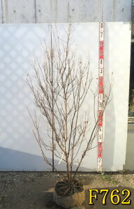 yIׂ錻izTXx@ yp[~g[X@čՂ(ic}c)@c؁@1.3m