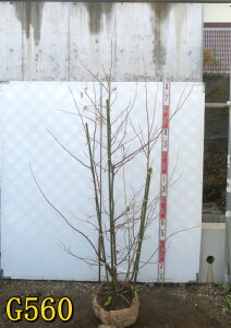 �y�I�ׂ錻�i�z�G�S�m�L(�G�S�̖�)�@�s���N�`���C���@�c�؁@������1.8m�`