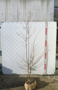 �y���i�z�G�S�m�L(�G�S�̖�)�@�s���N�`���C���@�������@�c�؁@������1.8m�@G567