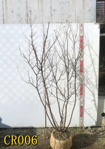 �y�I�ׂ錻�i�z�T���X�x��(�S���g)�@�J���g���[���b�h(�Ԍn)�@�c�؁@�������@����1.5m