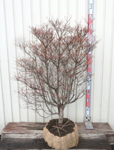 �y���i�z�h�E�_���c�c�W�@�c�؁@W60cm×D50cm×H90cm�@R713�s�ԁA�g�t����������؁t