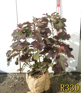 �y�I�ׂ錻�i/���O�Ǘ��c�z�J�V���o�A�W�T�C�i���z�ԁE���������j ���d�炫�i�X�m�[�t���[�N�j�@�c�؁@�劔