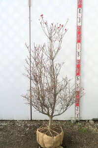 �y���i�z�h�E�_���c�c�W�@�c�؁@������1m�@R351�s�ԁA�g�t����������؁t