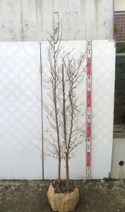 �y���i�z�P�V�����̖�(�q���V�����m�L)�@�@�c�� �������@����1.6m�@P903