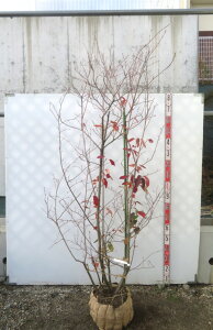 �y���i�z�W���[���x���[�@�c�؁@�������@����1.9m�yJ103�z