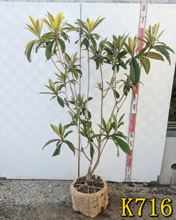楽天市場】【選べる現品】ビワの木（枇杷の木/びわの木）茂木(モギ 