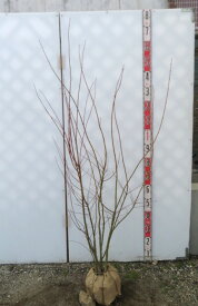 イロハモミジ　株立ち　苗木　樹高約1.4m《新緑の涼しさと紅葉を楽しめる苗木》